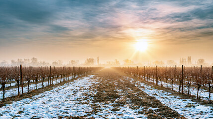 Fototapeta premium Sunrise Over Snowy Vineyard with Misty Landscape