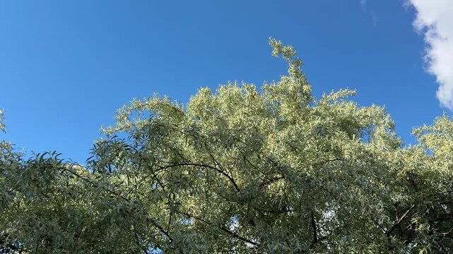 Close-up of Elaeagnus angustifolia yellow flowers on blue sky background. Russian olive, silverberry, oleaster, or wild olive is a species of Elaeagnus. 