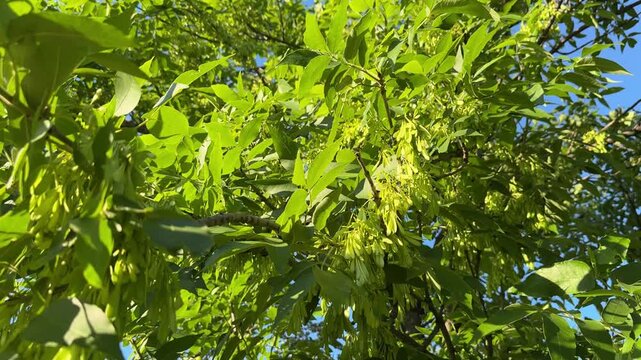 Fraxinus excel seeds. Clusters of green winged samara seeds hanging from the branches of ash tree (Fraxinus excelsior) with pinnate leaves under a bright blue sky during a sunny summer day in a park.