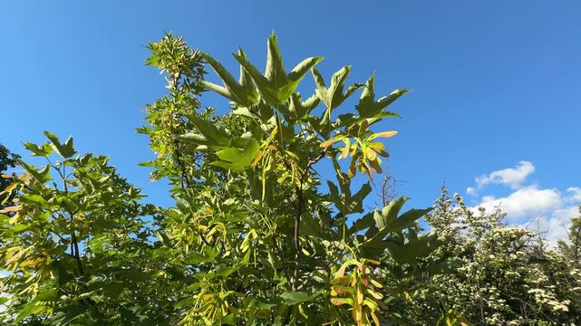 Clusters of winged samara seeds hanging from the branches of a sycamore maple (Acer pseudoplatanus) tree under a clear vibrant blue sky with soft white clouds during a sunny summer day.