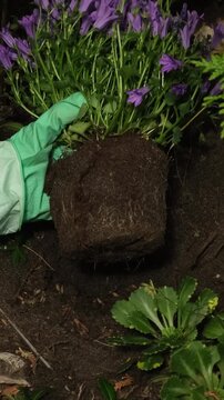 Vertical video. Gardening, spring summer season. Gardener hands planting purple bellflowers in garden. 