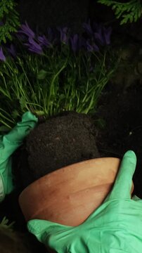 Vertical video. Gardening, spring summer season. Gardener hands planting purple bellflowers in garden. 