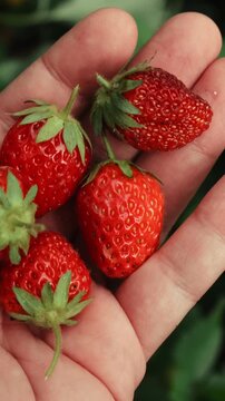 Vertical video. Summer vibes. Picking strawberries. Hand holding a pile of ripe fresh strawberries