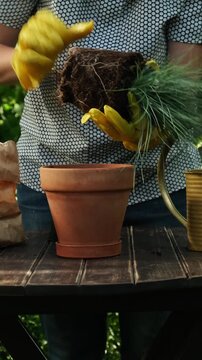 Vertical video. Gardening, summer season. Female gardener replanting plant into ceramic flower pot in backyard garden.