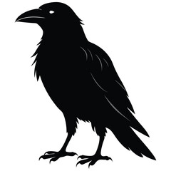 Fototapeta premium silhouette crow image on white background 