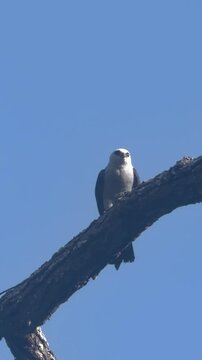 A Mississippi kite sat on a branch in Tanglewood, Texas, USA.