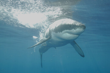 Great white shark in the Pacific Ocean © willtu