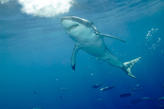 Great white shark in the Pacific Ocean