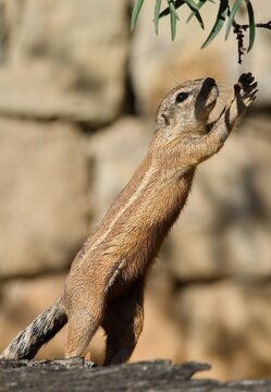 Cape ground squirrel (Xerus inauris)