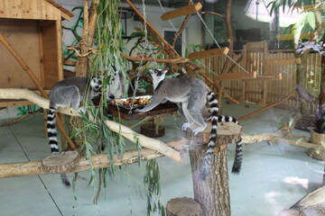 ring tailed lemur © Elena