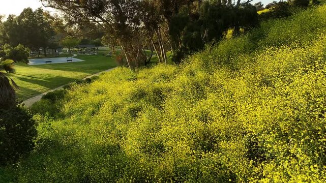Mustard Flowers Super Bloom Crane Jib R Up in Kenneth Hahn Park Los Angeles USA