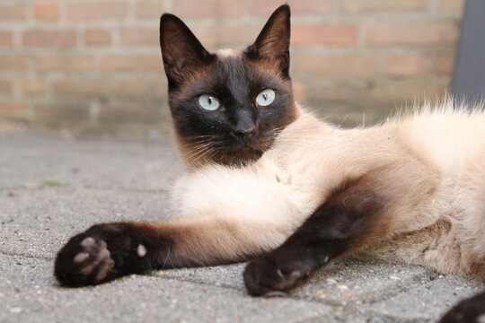 a beautiful siamese cat with a black head with blue eyes and a light coat is lying outdoor closeup in springtime