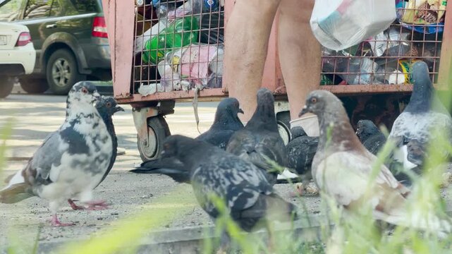 A person stands by a rusty dumpster while pigeons gather at their feet to scavenge. This urban interaction feels humble and quiet, highlighting the mundane connection between wildlife and city life.