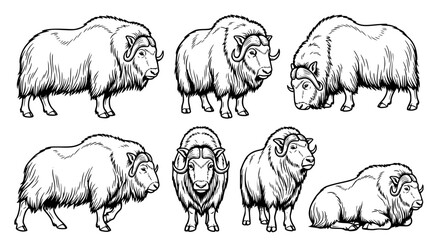 Set of musk ox line art illustrations in various standing and resting poses isolated on white for wildlife and arctic nature graphic design projects © aminul