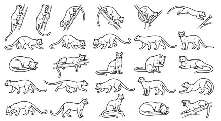 Collection of hand drawn line art illustrations featuring various poses of wild jungle cats like leopards and jaguars for wildlife design projects and education © aminul