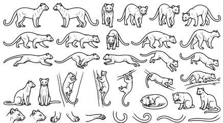Detailed line art character sheet of wild mountain lions and cougars in various dynamic poses for wildlife illustration and educational design assets © aminul