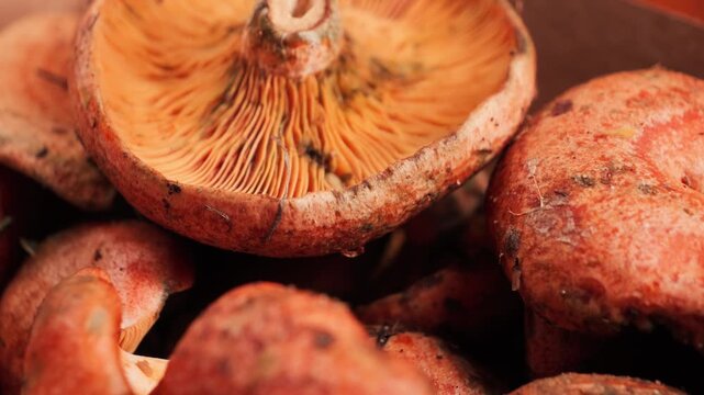 A close-up of fresh saffron milk cap mushrooms, Lactarius deliciosus. Their vibrant orange color and textured caps highlight their freshness and natural quality. A forest harvest and the beauty of