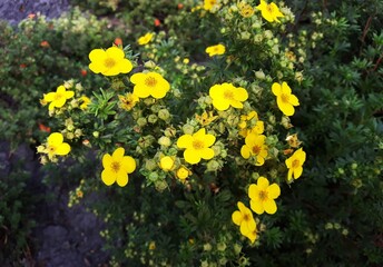 Obraz premium Yellow flowers of Dasiphora fruticosa, Potentilla fruticosa or Goldfinger, in the garden. 
