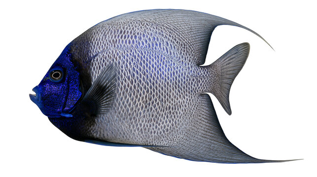 Deep blue faced grey angelfish with intricate scales, isolated on transparent background