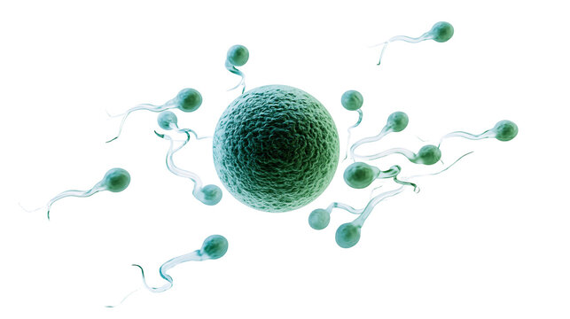 Green textured ovum being approached by multiple sperm cells, isolated on transparent background