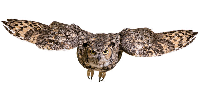 Great Horned Owl with wings spread wide, isolated on transparent background