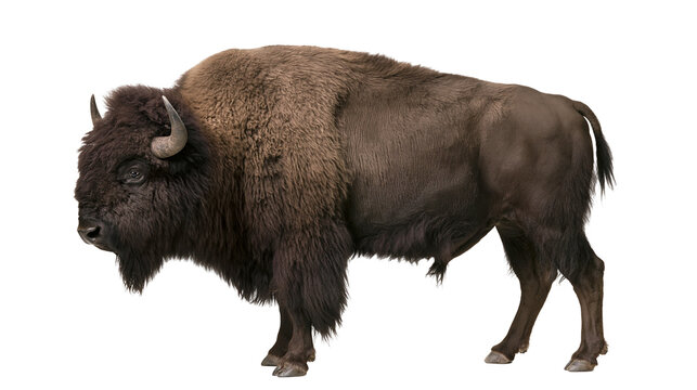 Majestic brown bison with thick fur horns and beard, isolated on transparent background