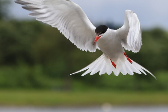 common tern