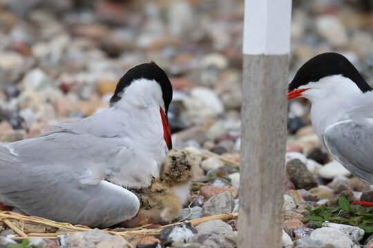 nesting common tern