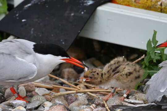 nesting common tern