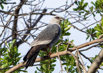 Fototapeta premium Mississippi kite in tree