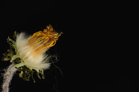 dandelion specimen on black background with generous copy space, botanical detail close up, 