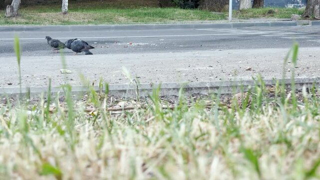 A solitary pigeon sits quietly on the concrete curb of an empty city street. The scene feels sad and lonely as the bird rests near a patch of green grass.