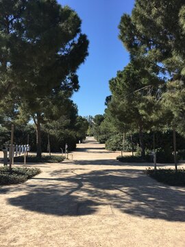 Pine trees casting shade on Podilatodromos Kallitheas path