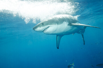 Great White Shark in the Pacific Ocean © willtu