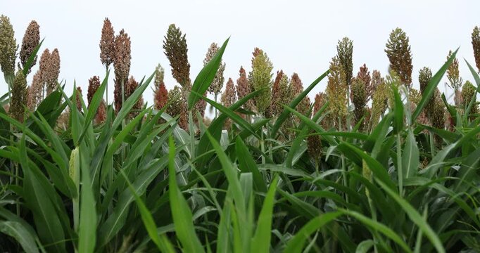 Jowar grain sorghum crop farm	