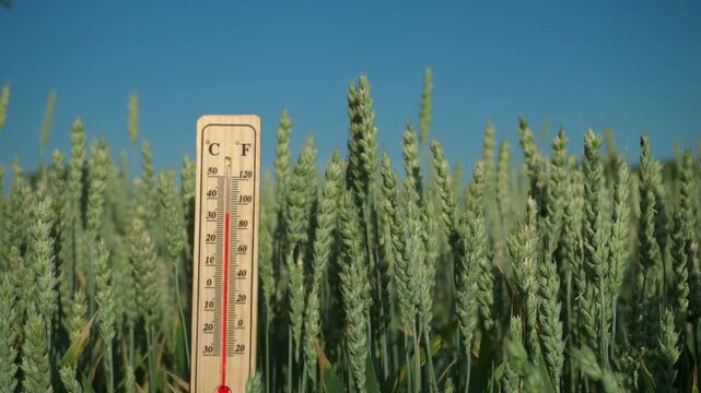 Thermometer measures temperature in wheat field under clear blue sky, showcasing growth and agricultural conditions in a rural setting