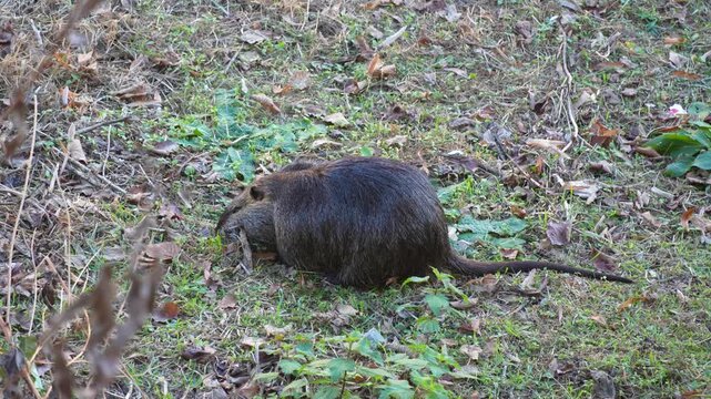 Wild Coypu (Myocastor coypus) foraging on the forest floor