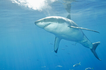 Great White Shark in the Pacific Ocean © willtu