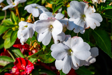Fototapeta premium Impatiens hawkeri, the New Guinea impatiens, is a species of flowering plant in the family Balsaminaceae. It is native to Papua New Guinea and the Solomon Islands. It has been bred and hybridized in c