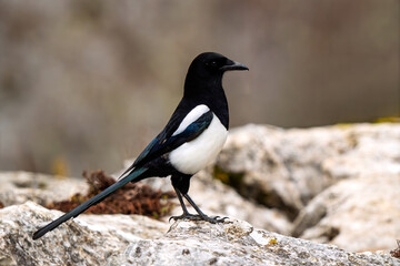 Profile portrait of a wild Eurasian Magpie (Pica pica) standing alert on a rock © Jhony