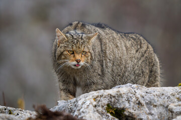 Close-up portrait of a wild European Wildcat (Felis silvestris) standing on a rock with its tongue out © Jhony