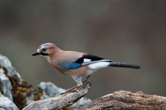 Eurasian Jay (Garrulus glandarius) in a dynamic horizontal pose on a dead branch