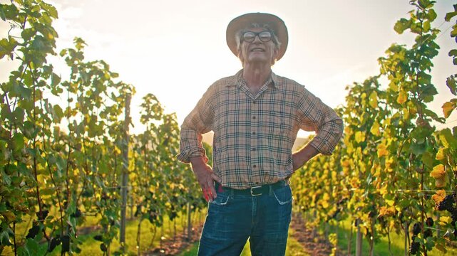 Senior Caucasian man standing in vineyard at sunset and smiling with hands on hips. Elderly male farmer wearing hat and glasses between grape vines. Wine growing and rural lifestyle. Outdoor. Portrait