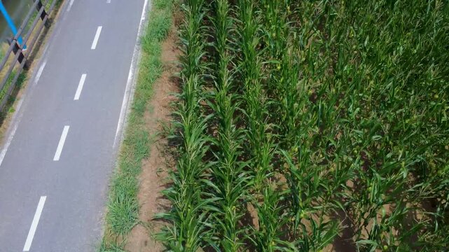 PISTA CICLABILE	
