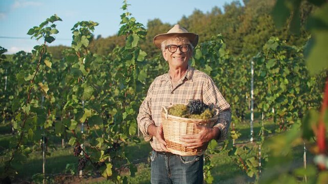 Senior Caucasian man standing in vineyard and holding wicker basket with ripe grapes. Elderly male farmer wearing hat and glasses after harvest. Wine growing agriculture and rural lifestyle. Portrait.