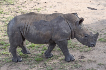 A white rhino calf in a nature reserve in Africa © VV Shots