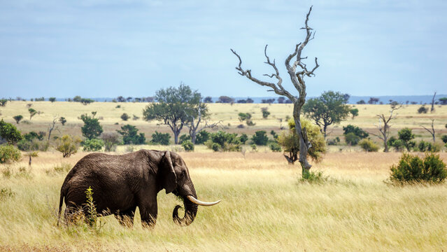 Majestic African bush elephant tusker walking in dry savannah in Greater Kruger National park, South Africa ; Specie Loxodonta africana family of Elephantidae