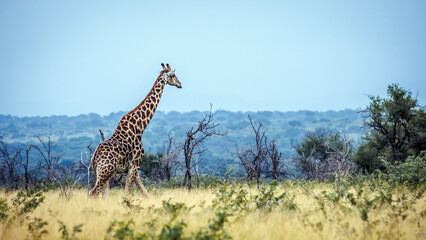 Giraffe walking in savannah scenery in Greater Kruger National park, South Africa   Specie Giraffa camelopardalis family of Giraffidae © PACO COMO