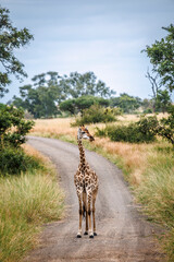 Giraffe standing front view on safari gravel road in Greater Kruger National park, South Africa   Specie Giraffa camelopardalis family of Giraffidae © PACO COMO