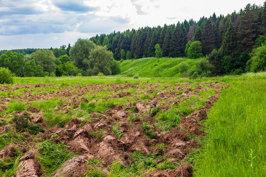 Moldboard plowing of an overgrown grassy field, turning rough soil for agricultural preparation near a green forest landscape on a summer day